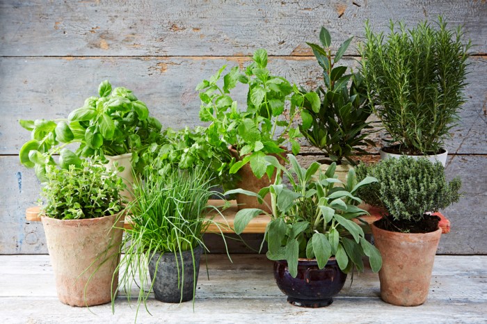 Herbs iproperty easiest 123rf Herbs iproperty easiest 123rf