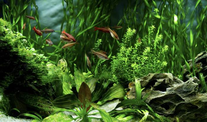 Freshwater fresh planted gallon umpteen ratemyfishtank aquascape saltwater driftwood arkansas gardenmagz
