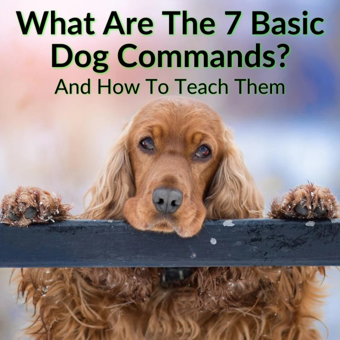 Commands signals behavioral trick obedient Commands signals behavioral trick obedient