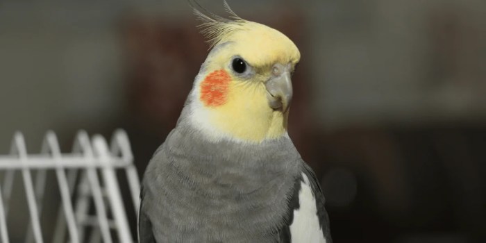 Petsmart bird cage cages supplies parrots