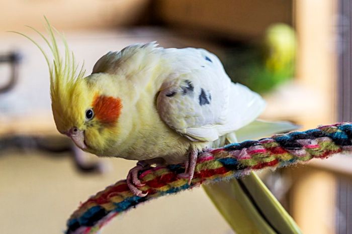 Macaw hyacinth shoji toshihiro