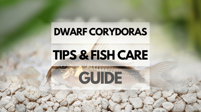How to Care for Fish: 7 Tips for Keeping Your Fish Healthy