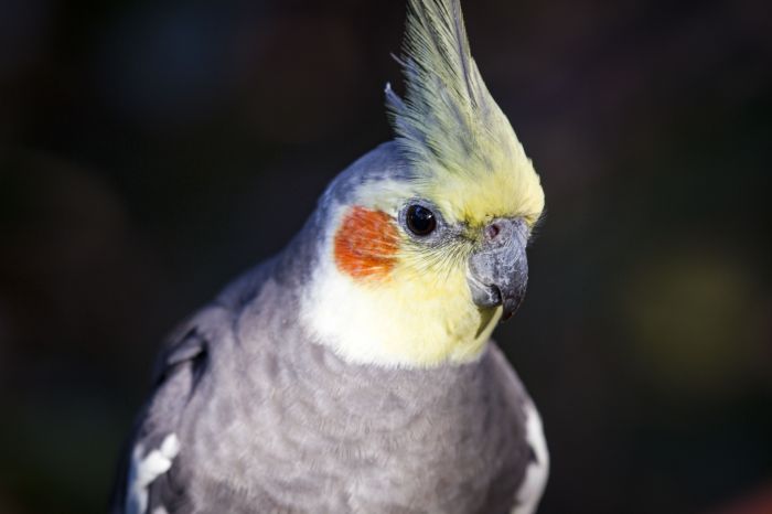 Parrots lovebird lovebirds parrot petsoid lifespan