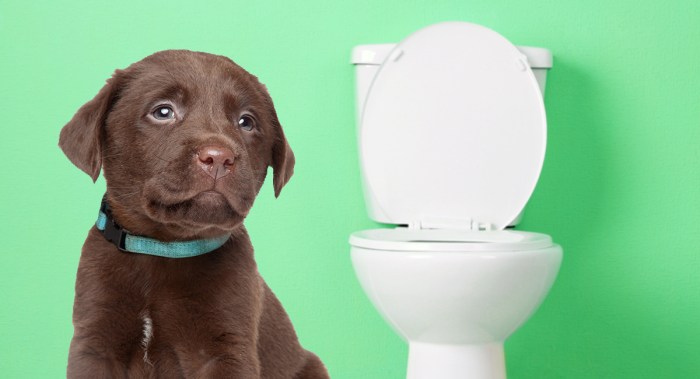 Potty pee poop sonoma resides biology bs animals Potty pee poop sonoma resides biology bs animals