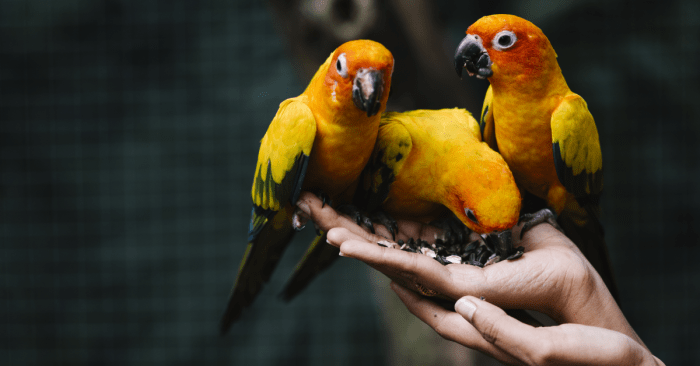 Birds