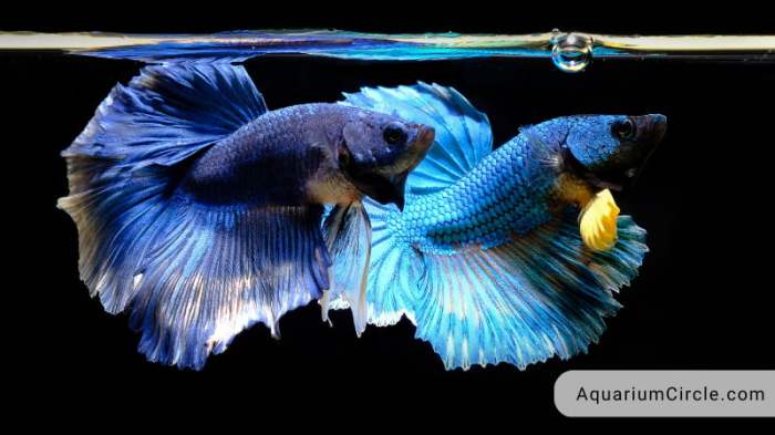 How to Breed Fish: 5 Steps to Successful Fish Breeding