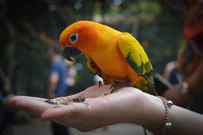 How to Care for a Bird: 8 Tips for a Happy and Healthy Bird