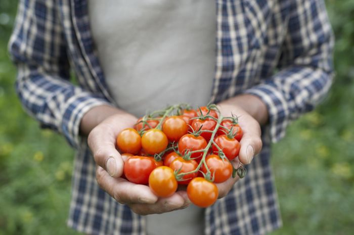 Lettuce harvest plant garden picking tips like Lettuce harvest plant garden picking tips like