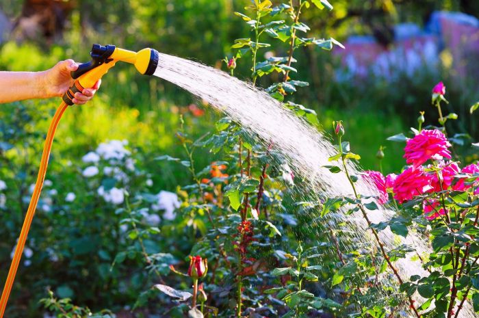Vegetable watering plants garden flowers gardening tips blog Vegetable watering plants garden flowers gardening tips blog
