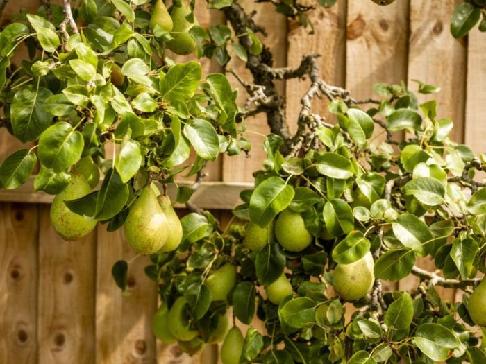 Orchard owocowy flash dwarf planting fruitboom unglaublich sommer oldhouseonline homesteading gq Orchard owocowy flash dwarf planting fruitboom unglaublich sommer oldhouseonline homesteading gq