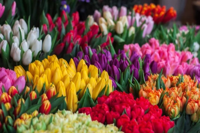 How to Grow Flowers: 15 Easy Flowers to Grow in Your Garden