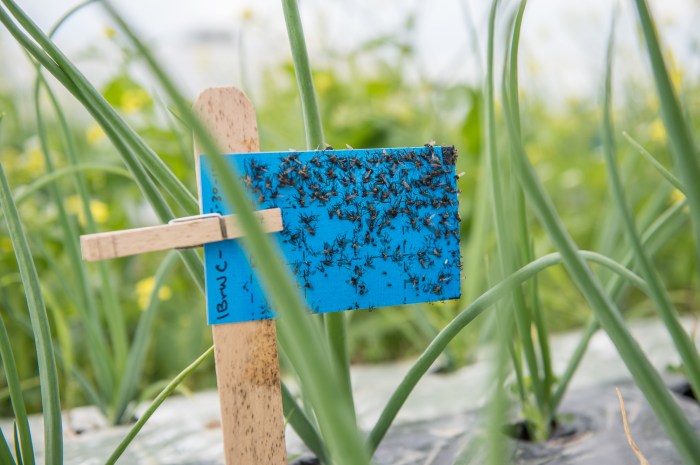 Pests common diseases garden plant lifestyle kind but first
