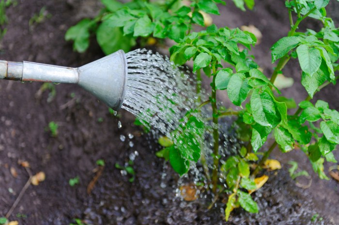 Tomato watering plants plant much often Tomato watering plants plant much often