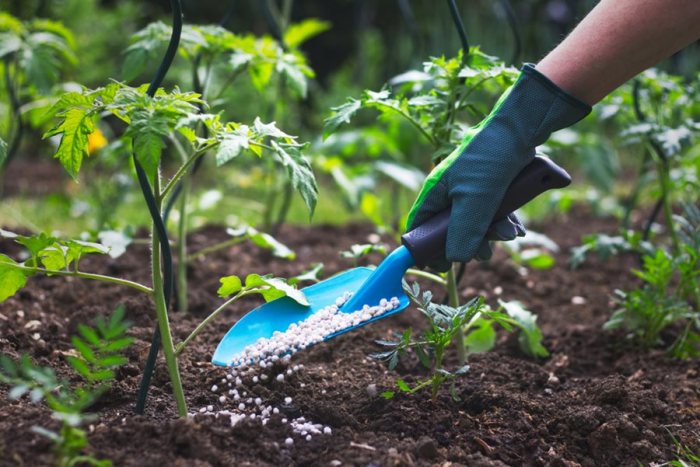 Fertilizer fertilizing fertilize applying gardener granular encierro feeding