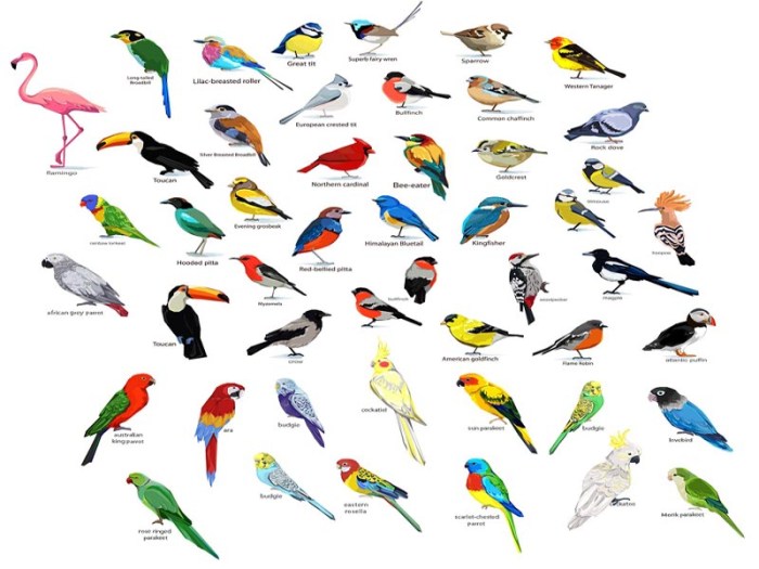 America quot changed ment prairies settle properly entirely eastward descriptions plumages massachusetts jays handbook migration crows
