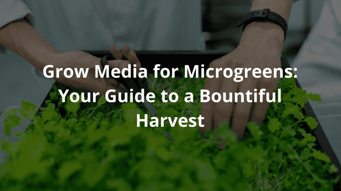 How to Grow Tomatoes: 8 Tips for a Bountiful Harvest