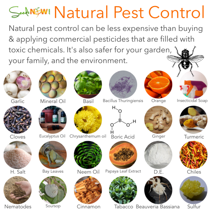 Pest control natural organic methods plants pests garden seedsnow read article full finished keep urbanorganicgardener away