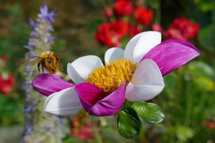 Pollinator garden bee friendly plants pollinators flower plant native ideas pollination design gardens poster plans plan planting backyard infographic green Pollinator garden bee friendly plants pollinators flower plant native ideas pollination design gardens poster plans plan planting backyard infographic green