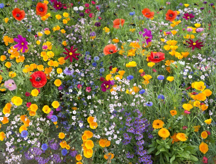 Pollinators attract Pollinators attract