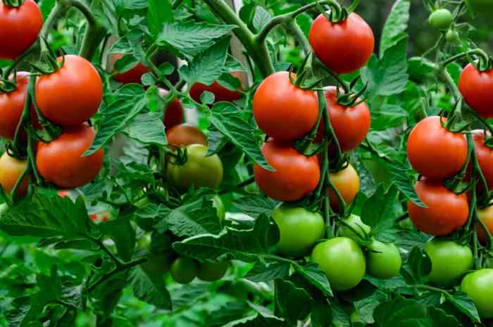 Bountiful troubleshooting harvest Bountiful troubleshooting harvest