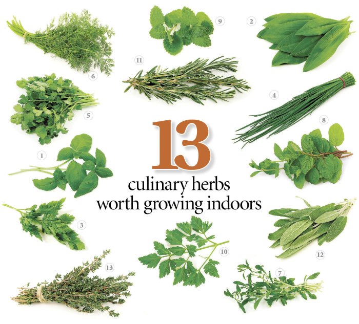 Herbs list herb their uses natural benefits food Herbs list herb their uses natural benefits food