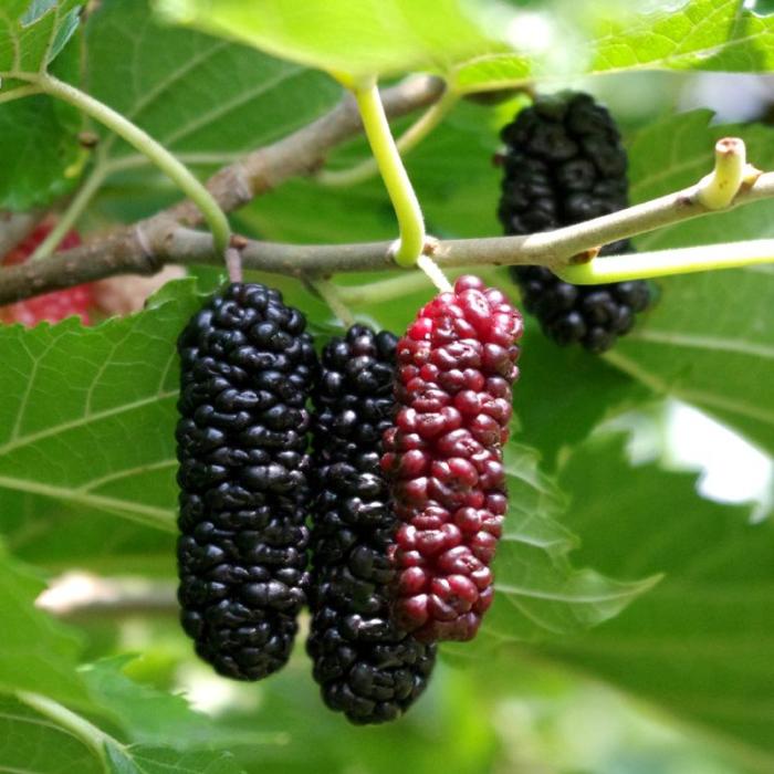 Berries kinds currant edible fruit fruits picdump herbs thorns randoms currants damnthatsinteresting