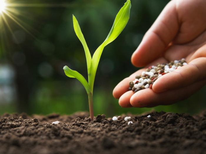 Fertilizer apply much garden use plant plants soil plantcaretoday add do organic autumn per article when lawn preparing should but