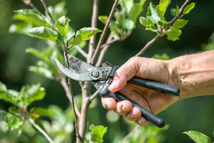 Bonsai pruning beech diagram tree deciduous marijuana care trim bonsaibark plants garden trees types plant ficus styles saved beginners illustrations Bonsai pruning beech diagram tree deciduous marijuana care trim bonsaibark plants garden trees types plant ficus styles saved beginners illustrations