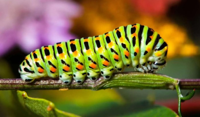 Macro