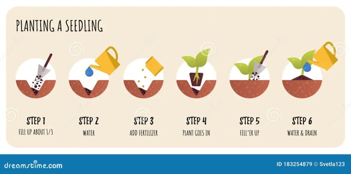 Seedlings transplant when garden ready farm