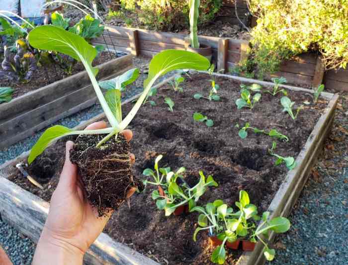 Seedlings transplanting kale beginner homesteadandchill