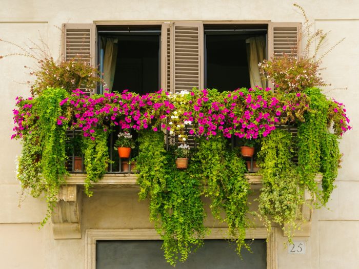 How to Grow Vegetables in Containers: 7 Tips for Urban Gardening