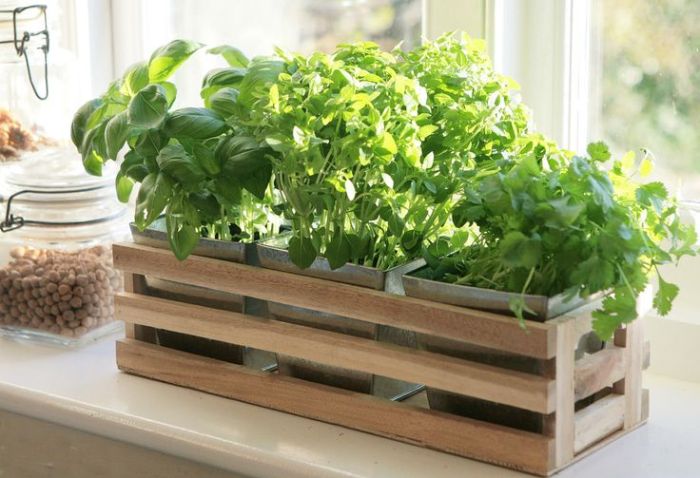 How to Grow Flowers: 15 Easy Flowers to Grow in Your Garden