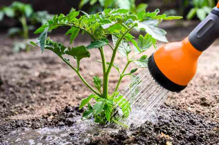 Water watering plant much give should houseplants needs houseplant Water watering plant much give should houseplants needs houseplant